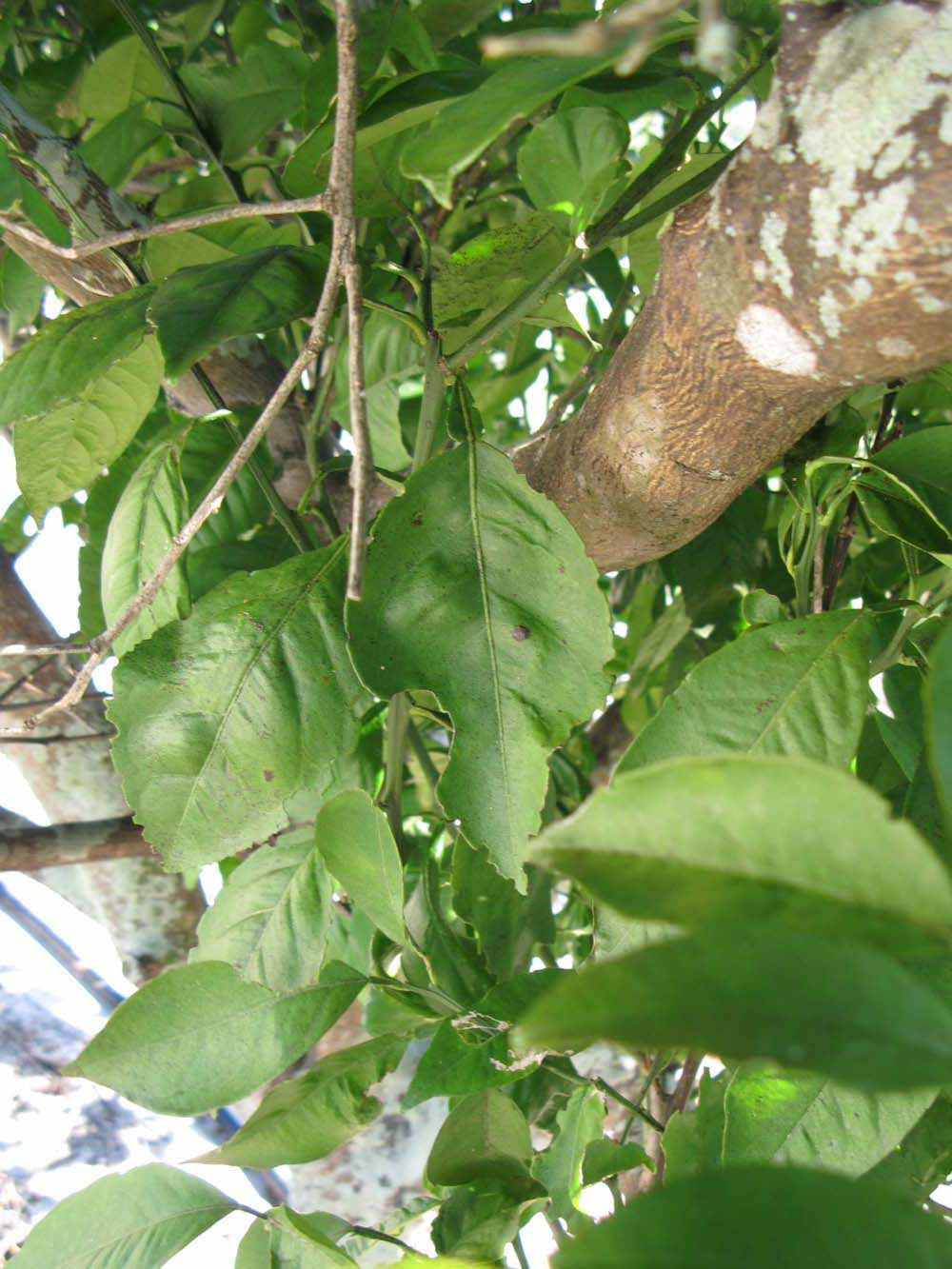              Shade leaves (Winter Haven, FL)       